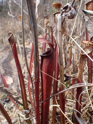 Image of Sarracenia jonesii by (c) harrier, some rights reserved (CC BY)