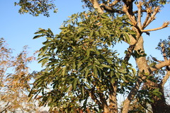 Cussonia spicata