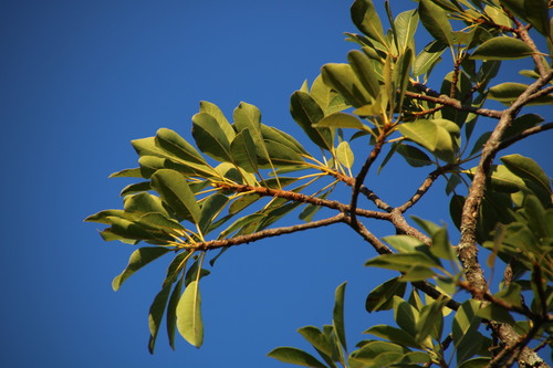 Image of Ficus petersii by (c) Tony Rebelo, some rights reserved (CC BY-SA)