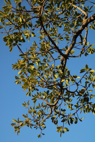 Image of Ficus petersii by (c) Tony Rebelo, some rights reserved (CC BY-SA)