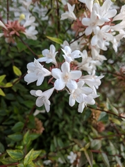 Abelia × grandiflora
