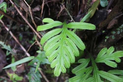 Grand milipede moss (Selaginella bombycina)