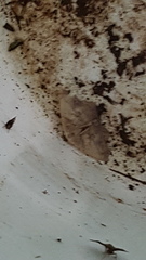 Eutomopepla