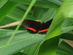 Biblis