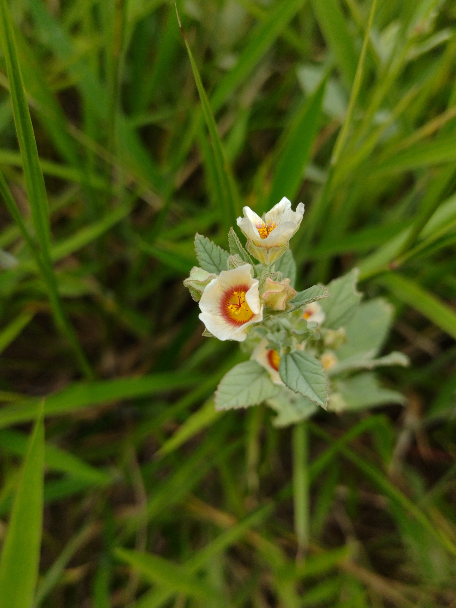 Sida glaziovii