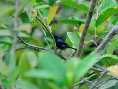 Leptocoma calcostetha