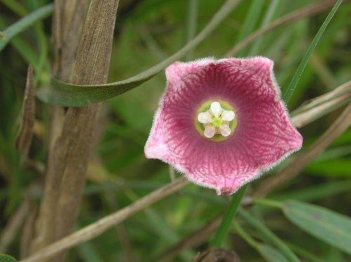 Rosy Milkweed Vine