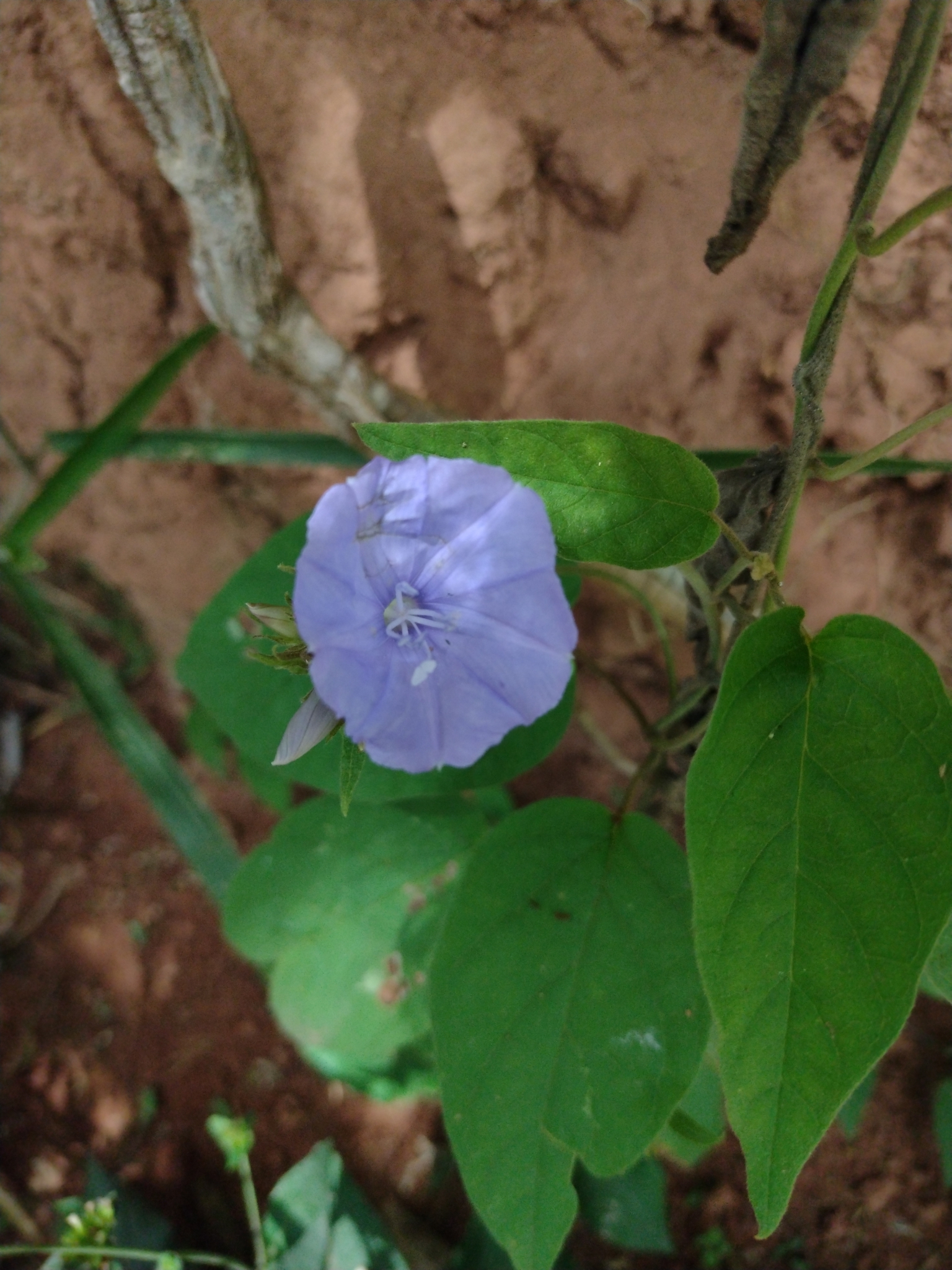 Jacquemontia ferruginea