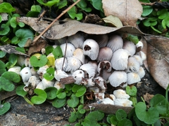 Coprinellus disseminatus