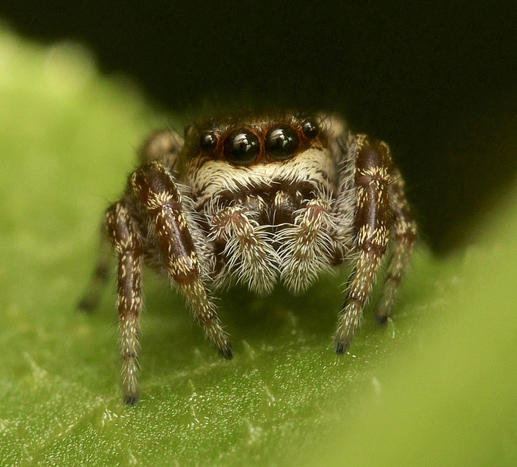 Oak Jumping Spider from Mission Trails Regional Park, San Diego, CA ...