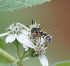 Hoplitimyia constans