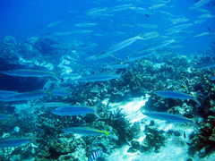 Sphyraena flavicauda