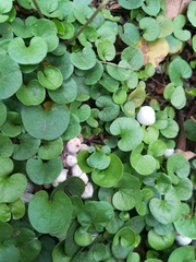 Coprinellus disseminatus