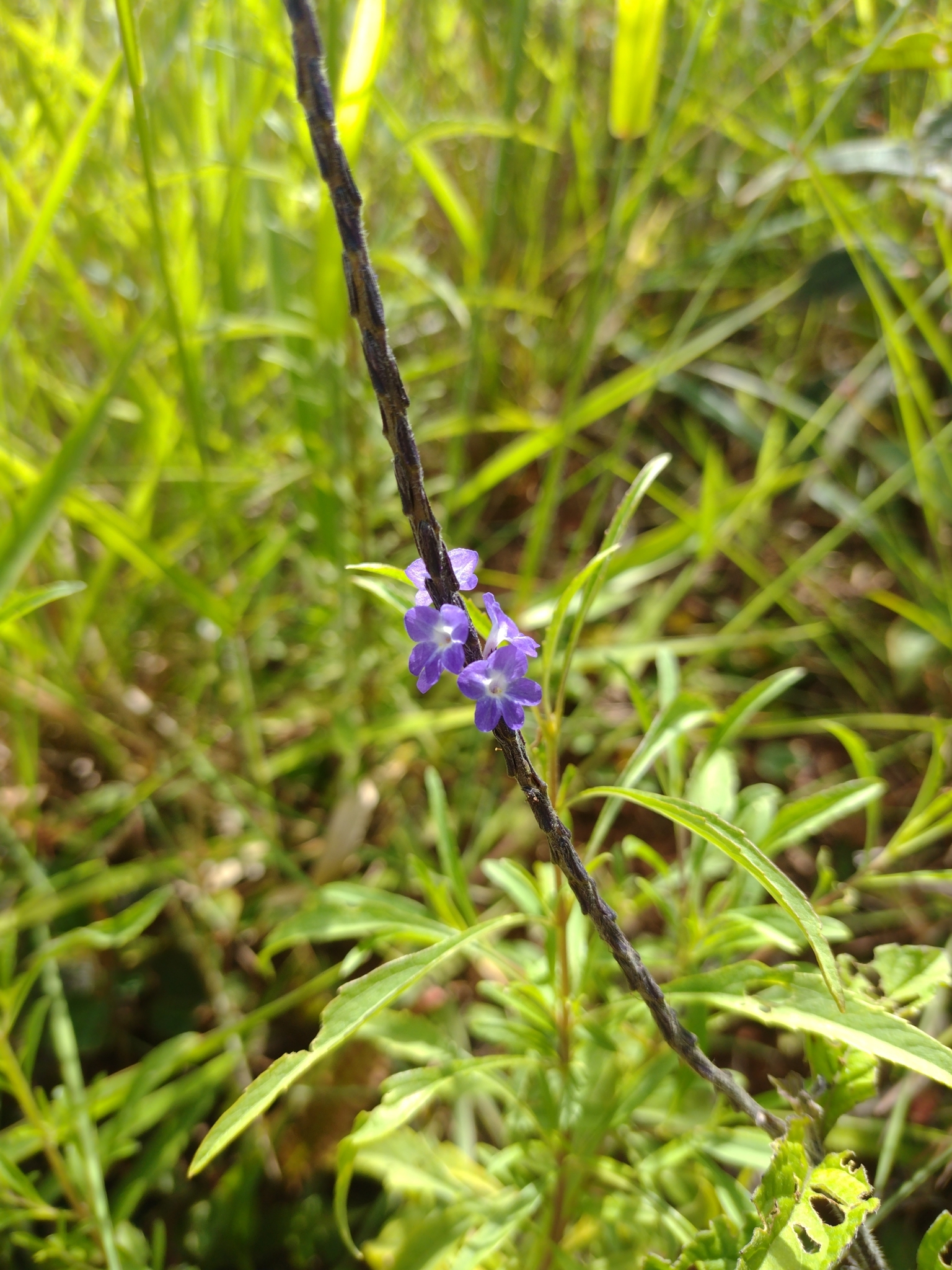Stachytarpheta jamaicensis