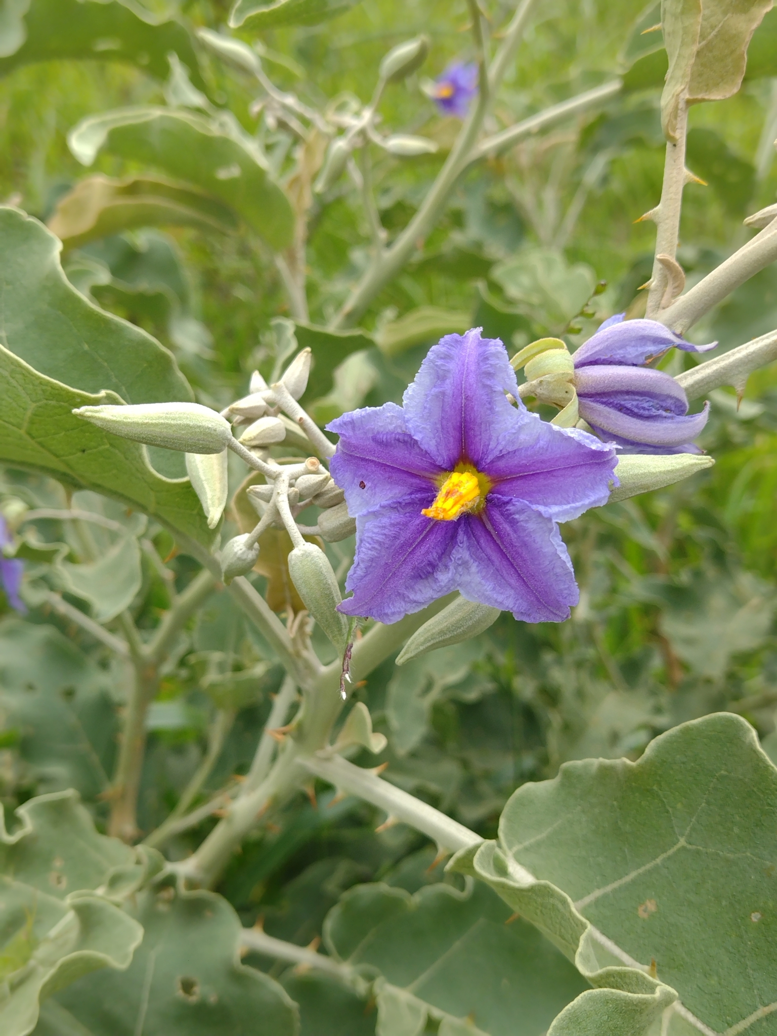 Solanum lycocarpum