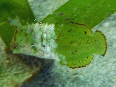 Novaculoides macrolepidotus