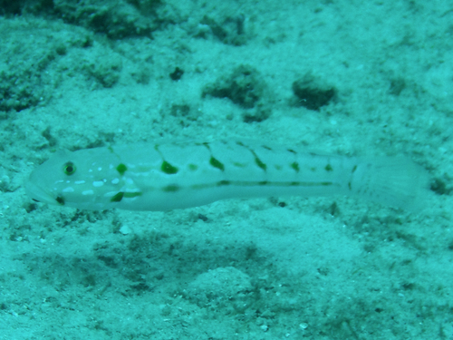 Valenciennea schlieweni