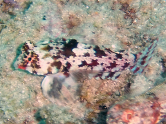 Synchiropus