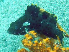 Epinephelus longispinis