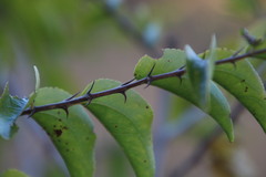 Ziziphus mucronata