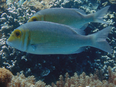 Lethrinus borbonicus
