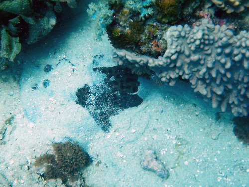 Torpedo fuscomaculata