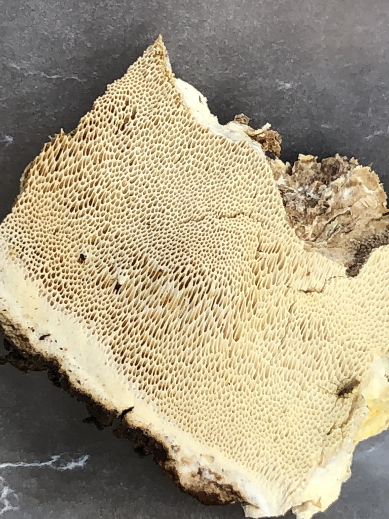 Perenniporia subcorticola