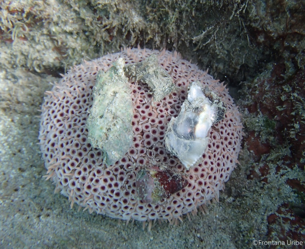 Rose Flower Urchin from Playa las Gatas, Zihuatanejo, Guerrero, México on February 6, 2023 at 12
