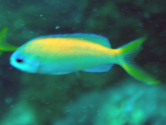Mirolabrichthys evansi