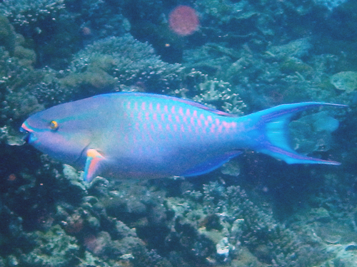 Tricolour Parrotfish