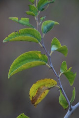 Ziziphus mucronata