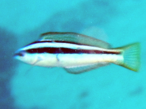 Pseudocoris occidentalis
