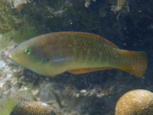 Halichoeres nigrescens