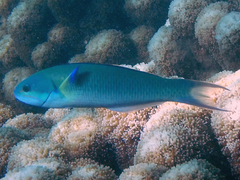 Bluntheaded Wrasse photo 3