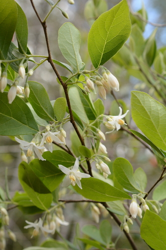 Image of Styrax americanus by (c) Siddarth Machado, some rights reserved (CC BY)