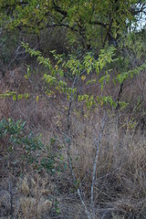 Ziziphus mucronata