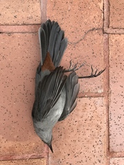 Dumetella carolinensis