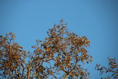 Heteropyxis natalensis