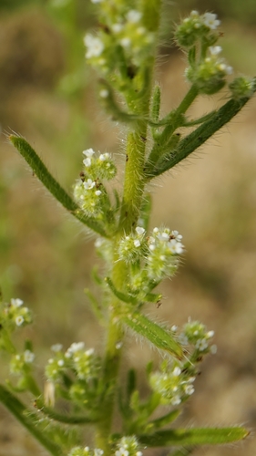 Image of Cryptantha microstachys by no rights reserved