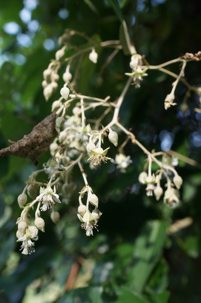Rubus arachnoideus