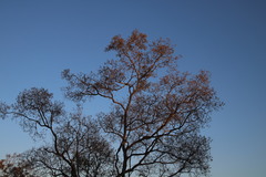 Heteropyxis natalensis