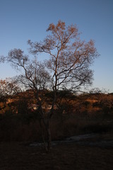 Heteropyxis natalensis