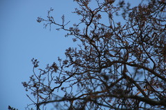 Heteropyxis natalensis