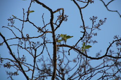 Heteropyxis natalensis