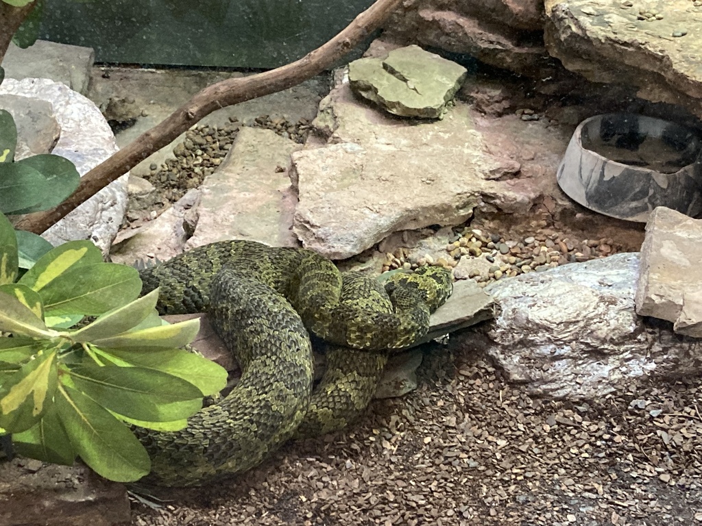 Mangshan Pit Viper
