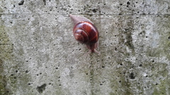 Helix pomatia