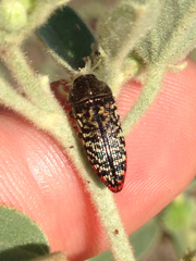 Acmaeodera haemorrhoa