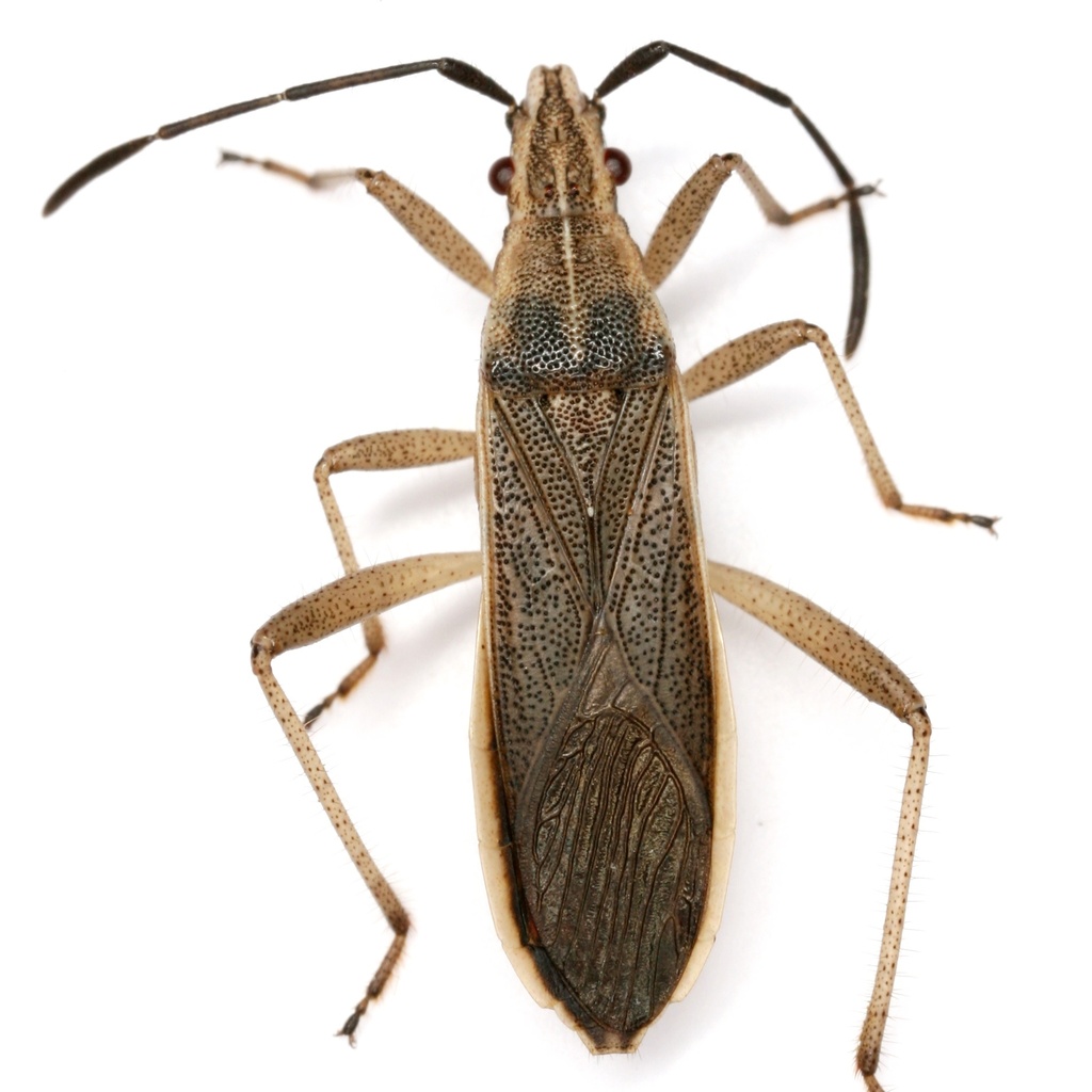 Darmistus duncani