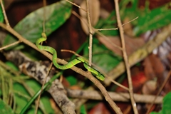 Tropidolaemus subannulatus