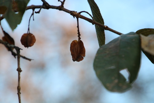 Combretum collinum (Combretum collinum)